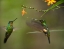 Picture of BUFF WINGED STARFRONGTLET HUMMINGBIRDS