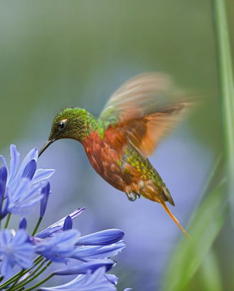 Picture of CHESTNUT BREASTED CORONET HUMMINGBIRDS
