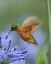 Picture of CHESTNUT BREASTED CORONET HUMMINGBIRDS