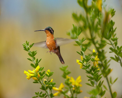 Picture of GRAY TAILED MOUNTAIN-GEM HUMMINGBIRD