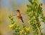 Picture of GRAY TAILED MOUNTAIN-GEM HUMMINGBIRD