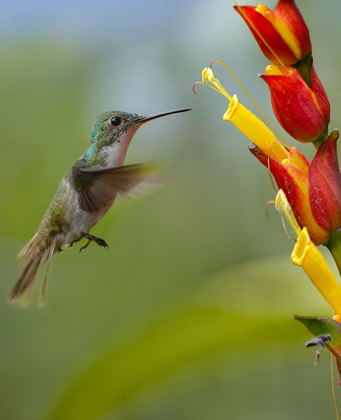 Picture of ANDEAN EMERALD HUMMING BIRD