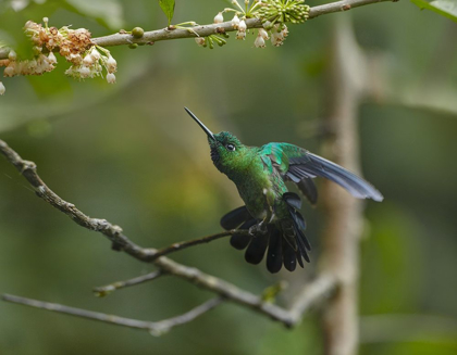 Picture of GREEN-CROWNED BRILLINAT HUMMINGBIRD