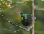 Picture of GREEN-CROWNED BRILLINAT HUMMINGBIRD