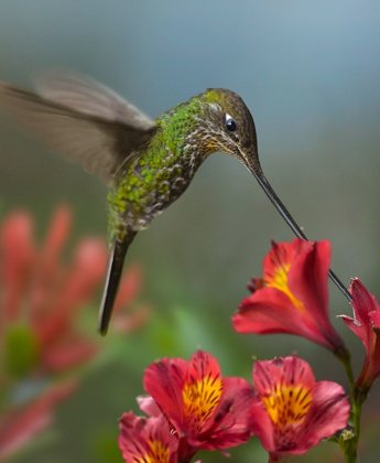 Picture of SWORD-BILLED HUMMINGBIRD