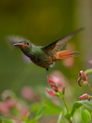 Picture of RUFOUS TAILED HUMMINGBIRD