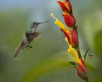 Picture of ANDEAN EMERALD HUMMING BIRD