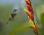 Picture of ANDEAN EMERALD HUMMING BIRD