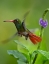 Picture of RUFOUS TAILED HUMMINGBIRD