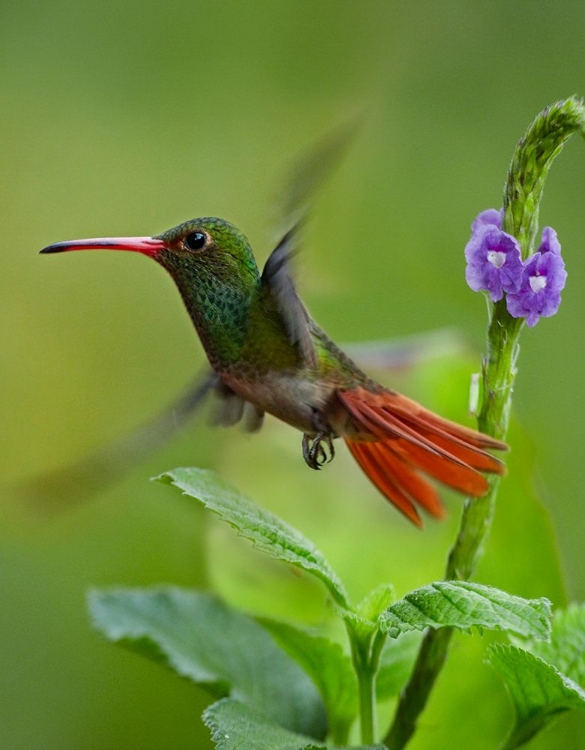 Picture of RUFOUS TAILED HUMMINGBIRD