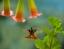 Picture of RUFOUS TAILED HUMMINGBIRD