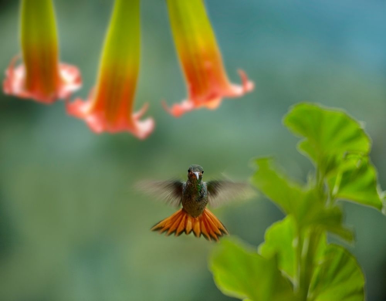 Picture of RUFOUS TAILED HUMMINGBIRD