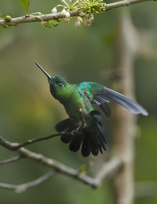 Picture of GREEN CROWNED BRILLIANT HUMMINGBIRD