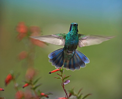 Picture of GREEN VIOLET-EAR HUMMINGBIRD