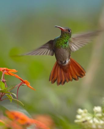 Picture of RUFOUS TAILED HUMMINGBIRD