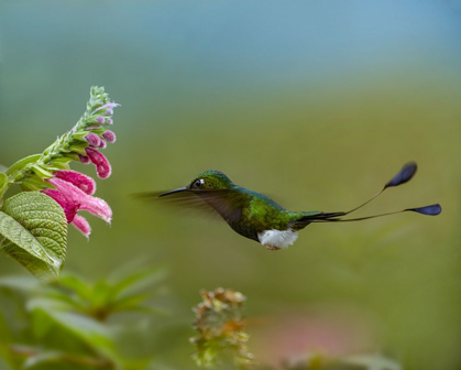 Picture of BOOTED RACKET-TAIL HUMMINGBIRD