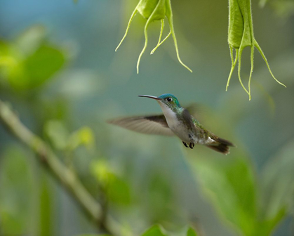 Picture of ANDEAN EMERALD HUMMING BIRD