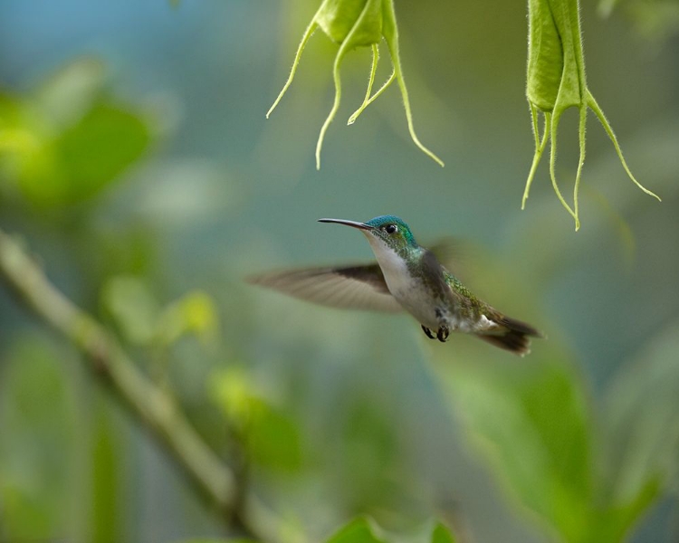 Picture of ANDEAN EMERALD HUMMING BIRD