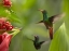 Picture of RUFOUS TAILED HUMMINGBIRDS