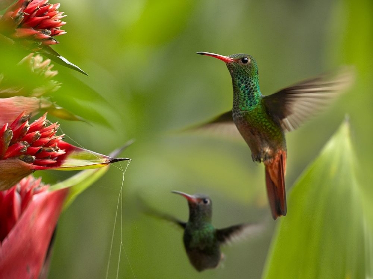 Picture of RUFOUS TAILED HUMMINGBIRDS