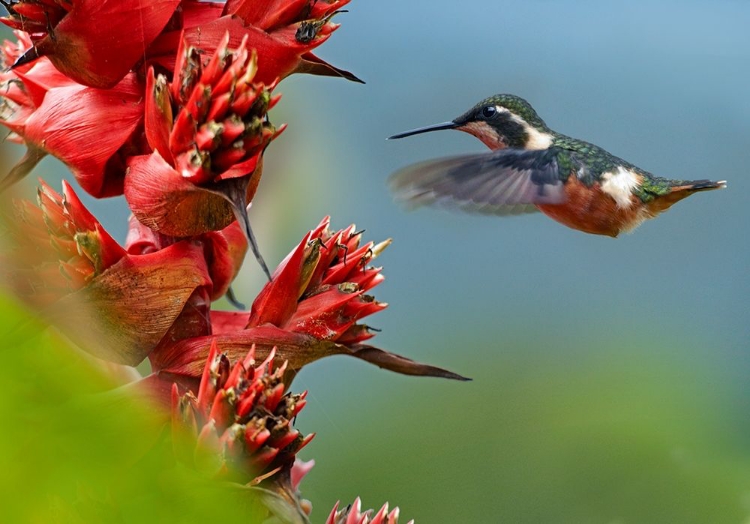 Picture of PURPLE THROATED WOODSTAR HUMMINGBIRD