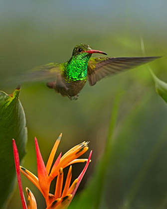 Picture of RUFOUS TAILED HUMMINGBIRD