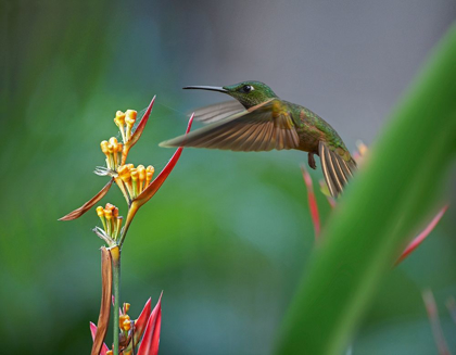 Picture of FAWN BREASTED BRILLIANT HUMMINGBIRD