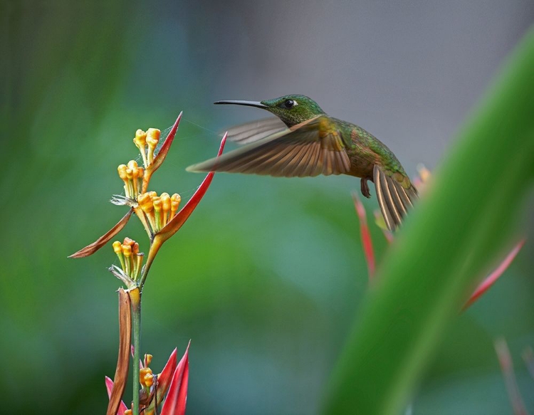 Picture of FAWN BREASTED BRILLIANT HUMMINGBIRD