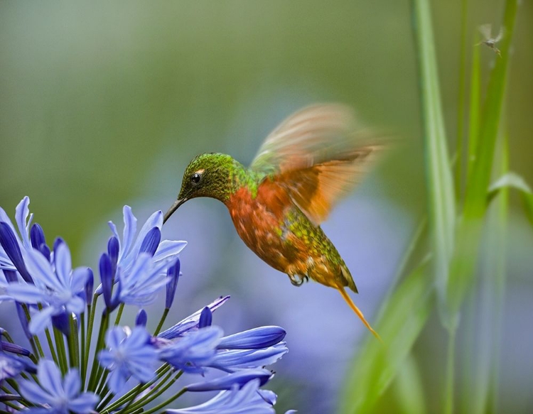 Picture of CHESTNUT BREASTED CORONET HUMMINGBIRD