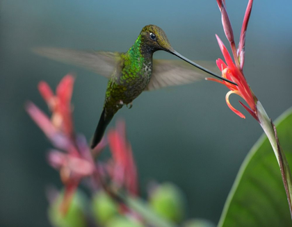 Picture of SWORD BILLED HUMMINGBIRD