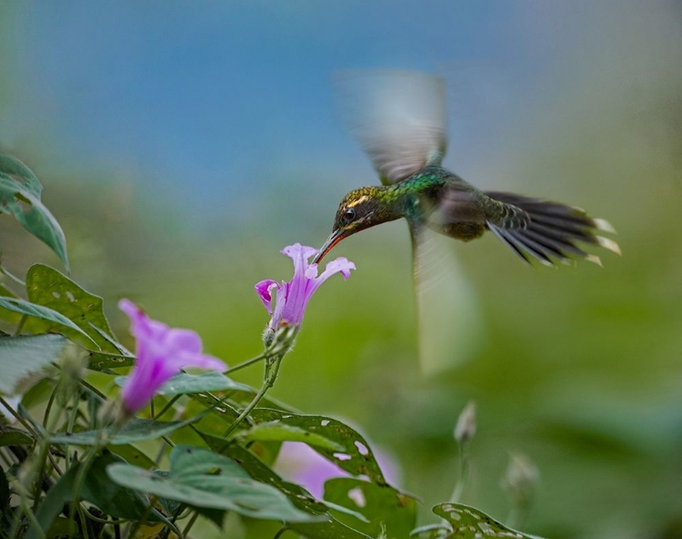 Picture of GREEN HERMIT HUMMINGBIRD