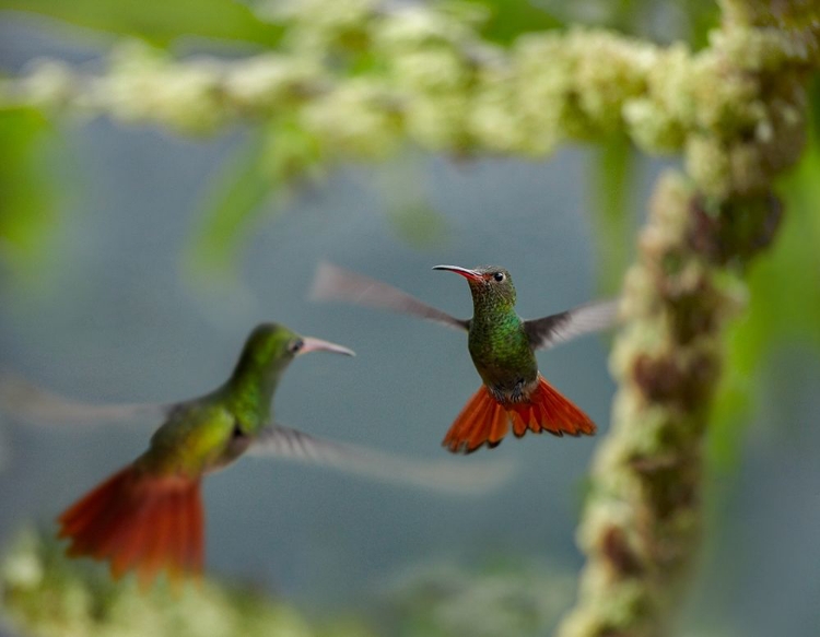 Picture of RUFOUS TAILED HUMMINGBIRDS