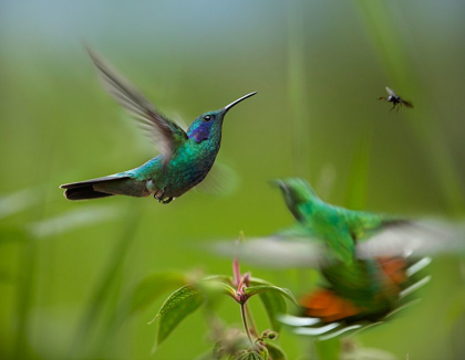 Picture of GREEN VIOLET-EAR HUMMINGBIRD AND GREEN-BREASTED MANGO HUMMINGBIRDS