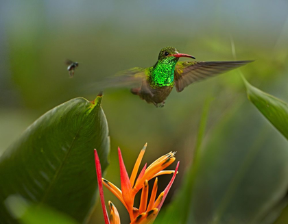 Picture of RUFOUS TAILED HUMMINGBIRD WITH WASP