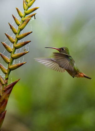 Picture of RUFOUS TAILED HUMMINGBIRDS