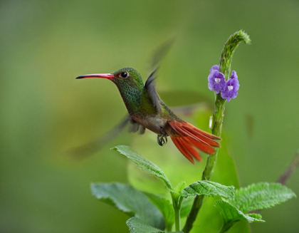 Picture of RUFOUS TAILED HUMMINGBIRDS