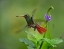 Picture of RUFOUS TAILED HUMMINGBIRDS