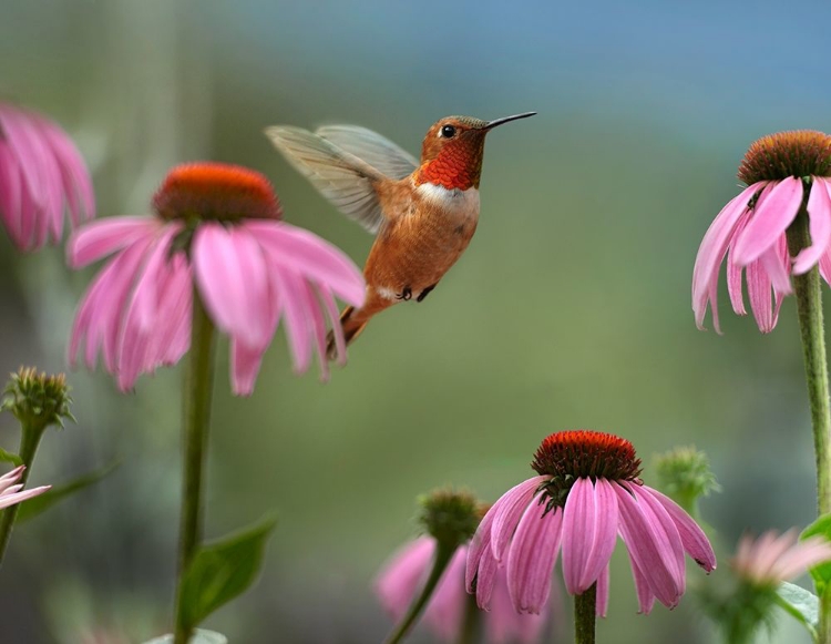 Picture of RUFOUS HUMMINGBIRD AMONG PURPLE CORNFLOWERS