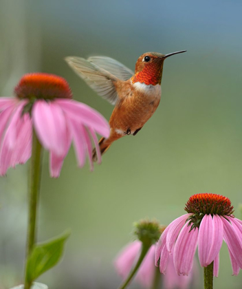 Picture of RUFOUS HUMMINGBIRD AT PURPLE CONEFLOWERS