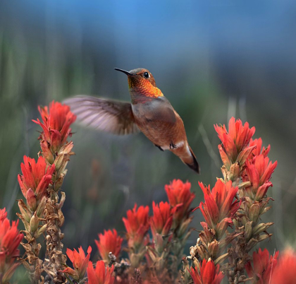 Picture of RUFOUS HUMMINGBIRD AT INDIAN PAINTBRUSHES