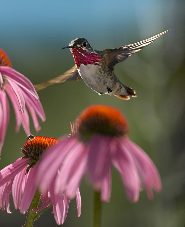 Picture of CALLIOPE HUMMINGBIRD AT PURPLE CONEFLOWERS