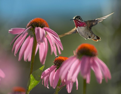 Picture of CALLIOPE HUMMINGBIRD AT PURPLE CONEFLOWERS