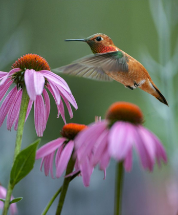 Picture of RUFOUS HUMMINGBIRD AMONG PURPLE CORNFLOWERS