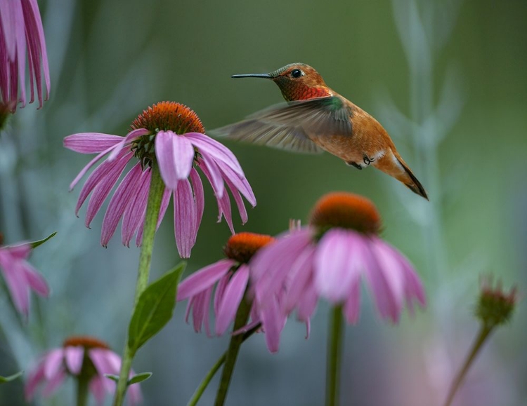 Picture of RUFOUS HUMMINGBIRD AMONG PURPLE CONEFLOWERS