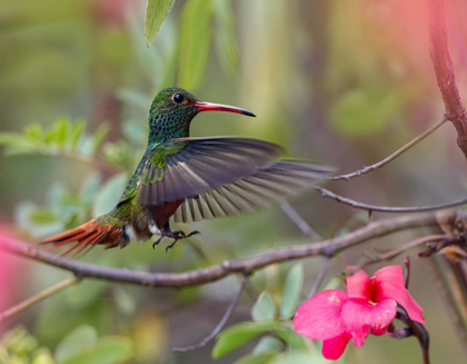 Picture of HOVERING MALE RUFOUS TAILED HUMMINGBIRD