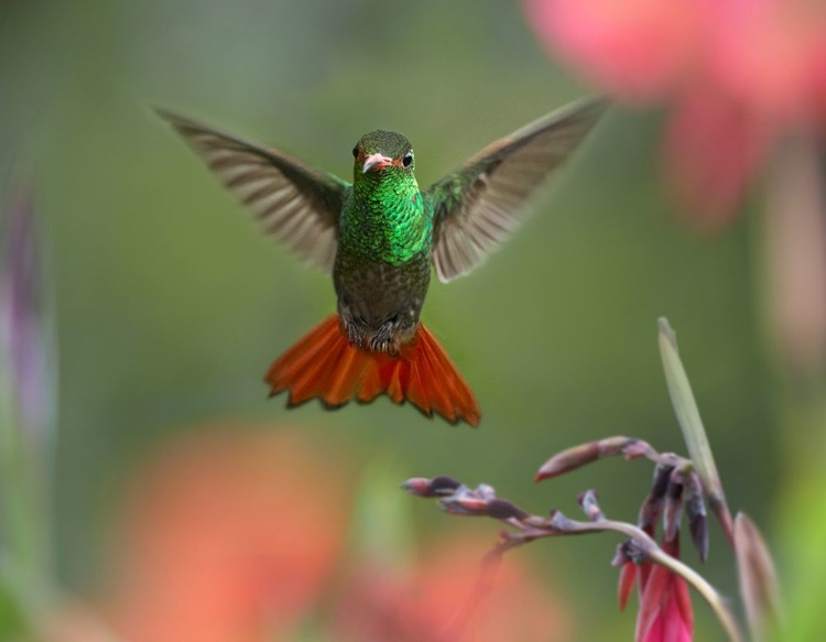 Picture of RUFOUS TAILED HUMMINGBIRD