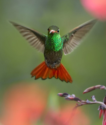 Picture of RUFOUS TAILED HUMMINGBIRD