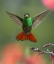 Picture of RUFOUS TAILED HUMMINGBIRD
