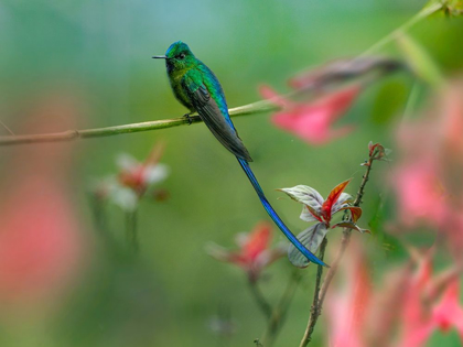 Picture of LONG TAILED SYLPH HUMMINGBIRD