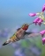 Picture of BROAD TAILED HUMMINGBIRD